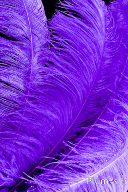 Autruche premium - 50-60 cm - lilas foncé